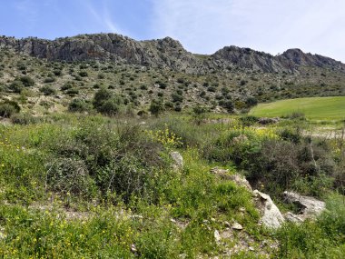 İspanya 'nın güneyindeki Malaga eyaletinde ilkbaharda çayırlar