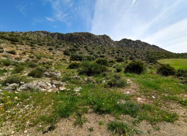 İspanya 'nın güneyindeki Malaga eyaletinde ilkbaharda çayırlar