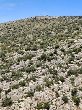 İspanya 'nın güneyindeki Malaga eyaletinde ilkbaharda çayırlar