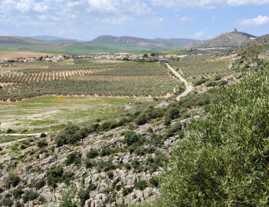 İspanya 'nın güneyindeki Malaga eyaletinde ilkbaharda çayırlar