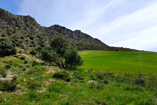 Meadows Malaga Provincie Het Zuiden Van Spanje Lente — Stockfoto
