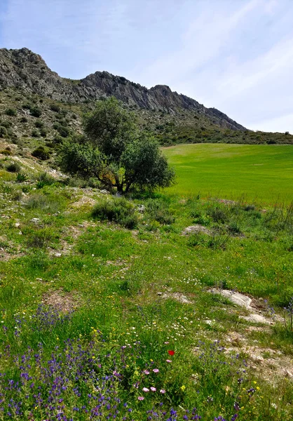 Łąki Prowincji Malaga Południu Hiszpanii Wiosną — Zdjęcie stockowe