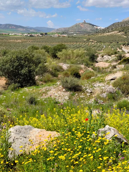 Meadows Malaga Province South Spain Springtime —  Fotos de Stock