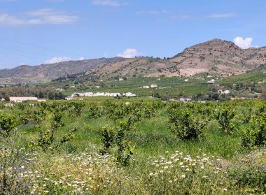 İspanya 'nın güneyindeki Malaga eyaletinde ilkbaharda çayırlar