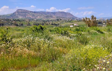 İspanya 'nın güneyindeki Malaga eyaletinde ilkbaharda çayırlar