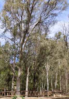 Forest in Malaga province in the south of Spain in a sunny day