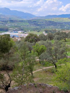 İspanya 'nın güneyindeki Malaga eyaletinde güneşli bir günde orman