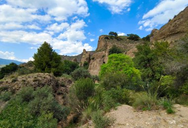 İspanya 'nın güneyindeki Malaga eyaletinde güneşli bir günde orman