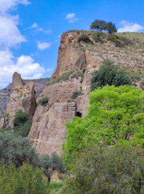 İspanya 'nın güneyindeki Malaga eyaletinde güneşli bir günde orman