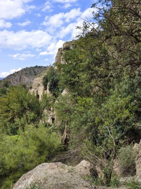İspanya 'nın güneyindeki Malaga eyaletinde güneşli bir günde orman