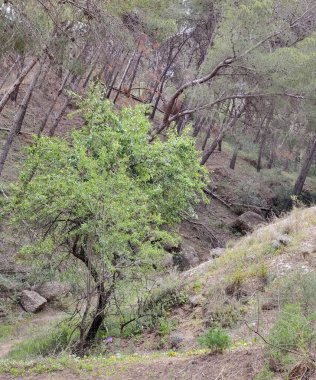 İspanya 'nın güneyindeki Malaga eyaletinde güneşli bir günde orman