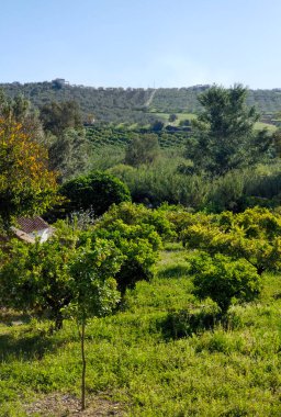 İlkbaharda Malaga 'da portakal ağaçları