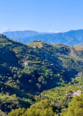 İspanya 'nın güneyindeki Malaga eyaletinde güneşli bir günde orman