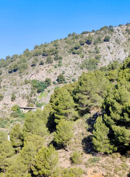 Wald Der Provinz Málaga Süden Spaniens Einem Sonnigen Tag — Stockfoto