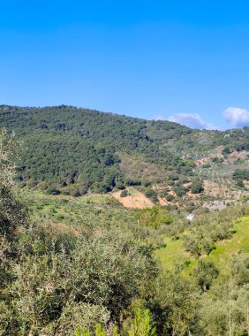 İspanya 'nın güneyindeki Malaga eyaletinde güneşli bir günde orman