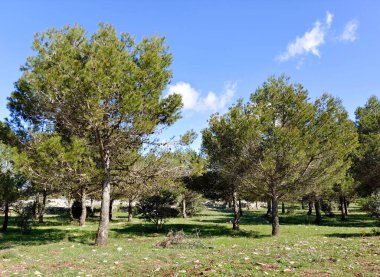 İspanya 'nın güneyindeki Malaga eyaletinde güneşli bir günde orman