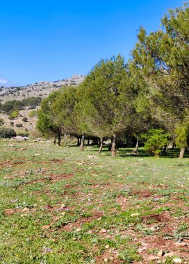 İspanya 'nın güneyindeki Malaga eyaletinde güneşli bir günde orman