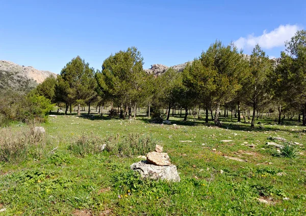 Forest Malaga Province South Spain Sunny Day — Stock Photo, Image