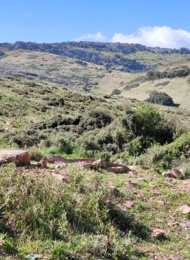 Meadows in Ronda in the south of Spain in the springtime