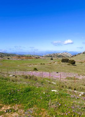 Meadows in Ronda in the south of Spain in the springtime
