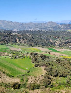 Meadows in Ronda in the south of Spain in the springtime