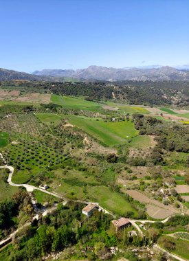 Meadows in Ronda in the south of Spain in the springtime