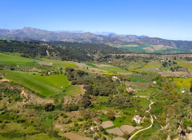 Meadows in Ronda in the south of Spain in the springtime