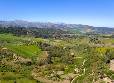 Meadows in Ronda in the south of Spain in the springtime