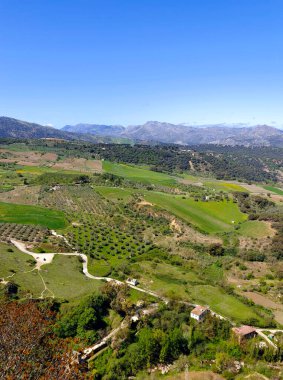 Meadows in Ronda in the south of Spain in the springtime