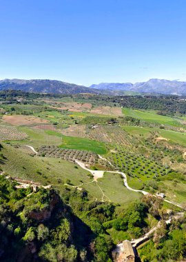Meadows in Ronda in the south of Spain in the springtime