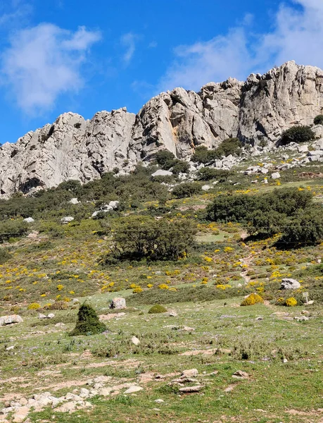 Meadows Ronda South Spain Springtime — Stockfoto