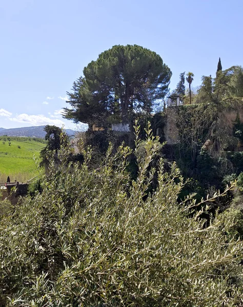 Mountains Ronda South Spain Springtime — Fotografia de Stock