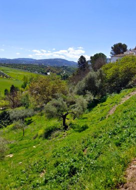 Meadows in Ronda in the south of Spain in the springtime