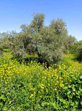 Meadows in Ronda in the south of Spain in the springtime