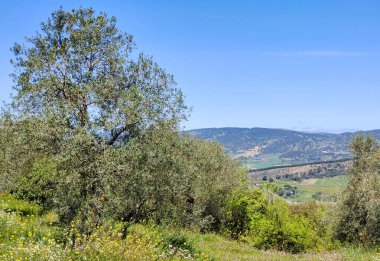 Meadows in Ronda in the south of Spain in the springtime