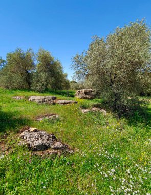 Meadows in Ronda in the south of Spain in the springtime