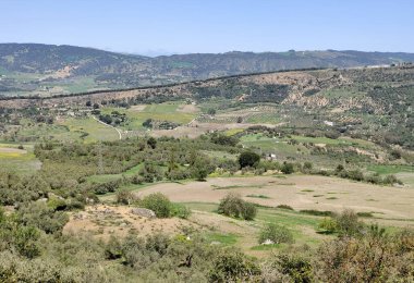 Meadows in Ronda in the south of Spain in the springtime