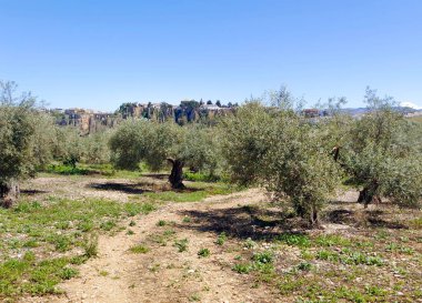 Meadows in Ronda in the south of Spain in the springtime