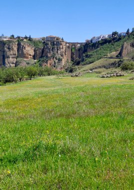 Meadows in Ronda in the south of Spain in the springtime