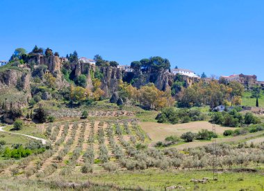 Meadows in Ronda in the south of Spain in the springtime
