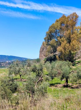 Meadows in Ronda in the south of Spain in the springtime