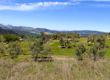 Meadows in Ronda in the south of Spain in the springtime