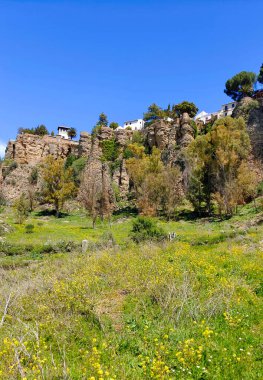 Meadows in Ronda in the south of Spain in the springtime