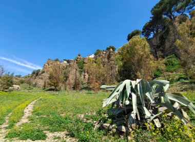 Meadows in Ronda in the south of Spain in the springtime