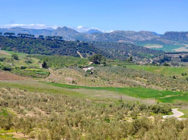 Meadows in Ronda in the south of Spain in the springtime