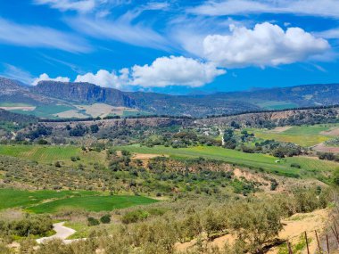 Meadows in Ronda in the south of Spain in the springtime