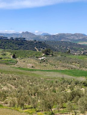Meadows in Ronda in the south of Spain in the springtime