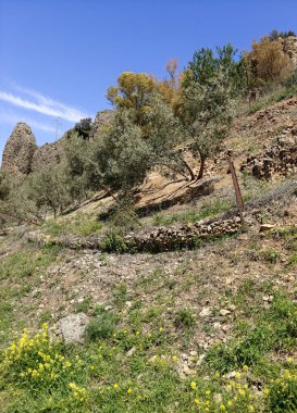 Meadows in Ronda in the south of Spain in the springtime