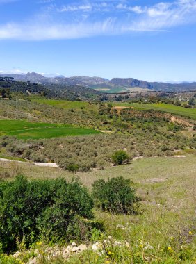 Meadows in Ronda in the south of Spain in the springtime