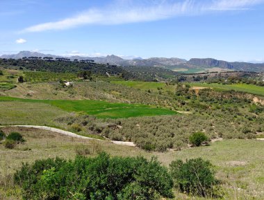 Meadows in Ronda in the south of Spain in the springtime